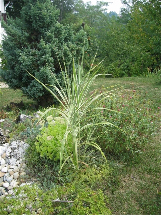 Miscanthus sinensis Cosmopolitan